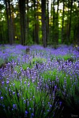Lavender Woods Parfümöl - F&uuml;r weitere Informationen anklicken